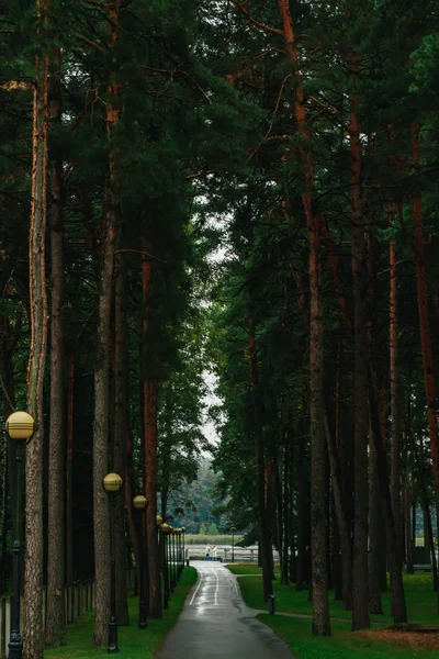 Green Tunnel Trees Light End Nice Summer Day Park — Stock Photo, Image