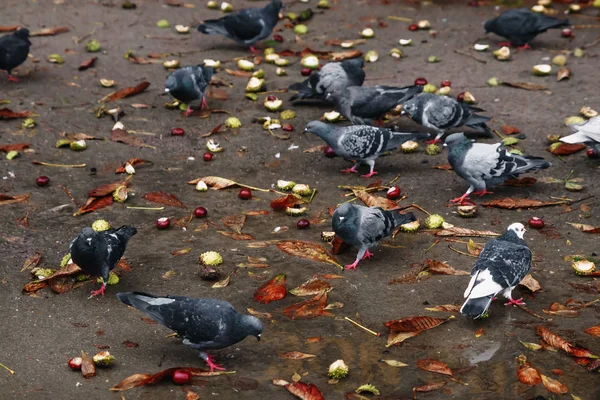 Flock Pigeons Brown Earth Pecks Grain Searches Digs Worms Green — Stock Photo, Image