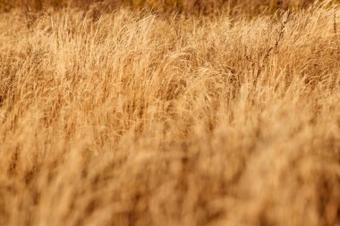 Sarı, yüksek, sonbahar çimenleri yakın plan. Sonbahar günü. Tarlada kuru otlar.