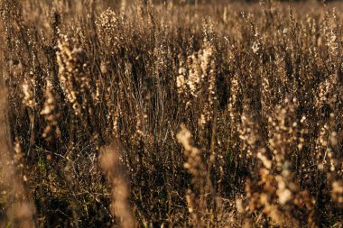 Sarı, yüksek, sonbahar çimenleri yakın plan. Sonbahar günü. Tarlada kuru otlar.