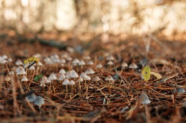 Ballı Agarik mantarlar sonbahar ormanlarında bir ağaçta yetişir. Bir grup yabani mantar Armillaria. Yenilebilir mantarları kapatın..
