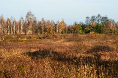 Sonbahar orman önünde sarı çim alan. Doğa sonbahar sabahı.