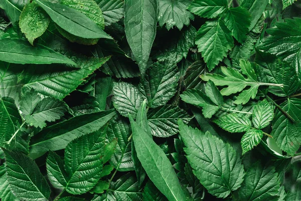Творче Планування Зеленого Листя Пласка Лежала Фон Природи — стокове фото