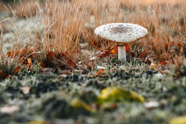 Eetbare Paddestoelen Vliegenzwam Close Tegen Een Achtergrond Van Aard Kopie — Stockfoto