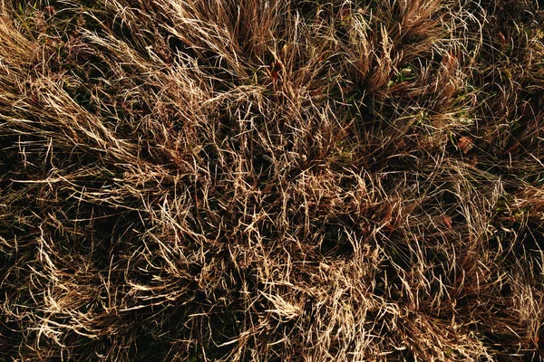 Fougère Rouge Automne Dans Forêt Fond Automne Vue Haut — Photo