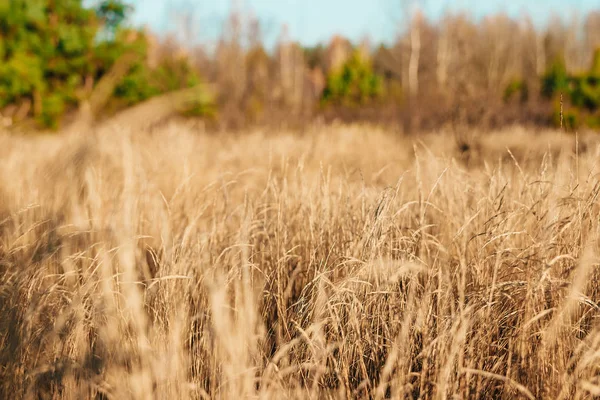 Gele Hoge Herfst Gras Close Herfstdag Droog Gras Het Veld — Stockfoto