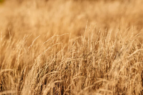 Gros Plan Sur Herbe Jaune Haute Automnale Jour Automne Herbe — Photo