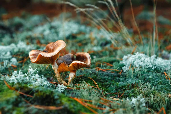 Red Mushrooms Forest Turquoise Moss Close Concept Mushroom Season — Stock Photo, Image