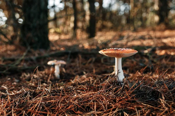 Eetbare Paddestoelen Vliegenzwam Close Tegen Een Achtergrond Van Aard Kopie — Stockfoto