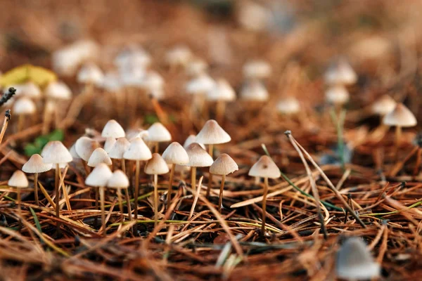 Honing Agaric Paddenstoelen Groeien Een Boom Herfst Bos Groep Wilde — Stockfoto