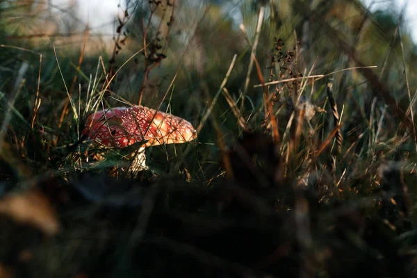 Eetbare Paddestoelen Vliegenzwam Close Tegen Een Achtergrond Van Aard Kopie — Stockfoto