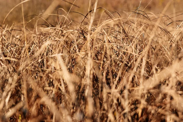 秋の草のクローズアップ 秋の日 畑の中の乾いた草 — ストック写真