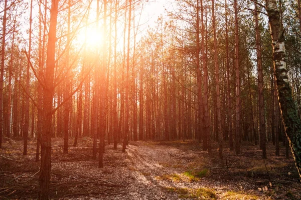 Eine Landstraße Einem Nadelwald Frühen Morgen Die Strahlen Der Sonne — Stockfoto