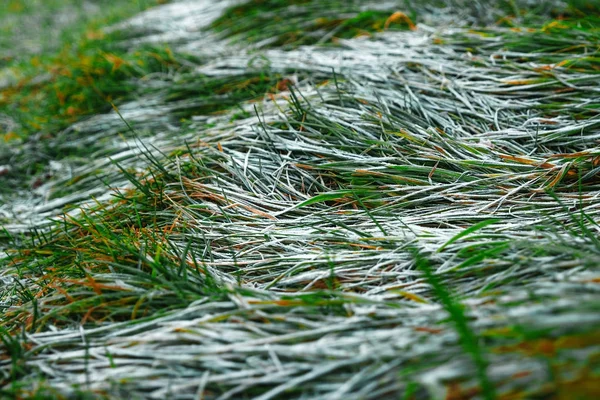 在阳光明媚的冬日 高大的绿草部分覆盖着白色沙霜 从上面看 — 图库照片