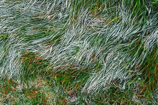 Closeup Tall Green Grasses Partially Covered White Hoarfrost Sunny Winter — Stock Photo, Image