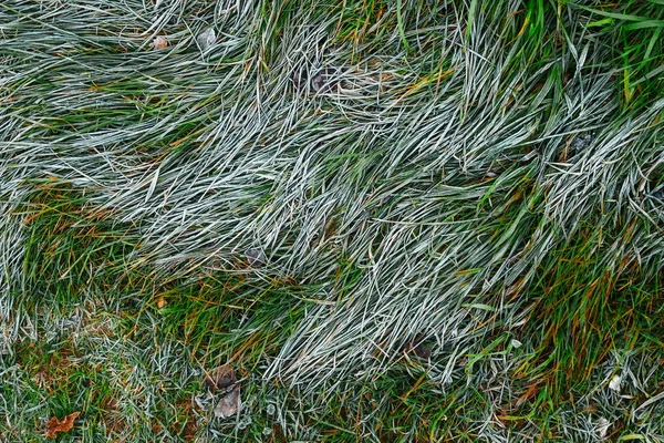 Closeup Tall Green Grasses Partially Covered White Hoarfrost Sunny Winter — Stock Photo, Image