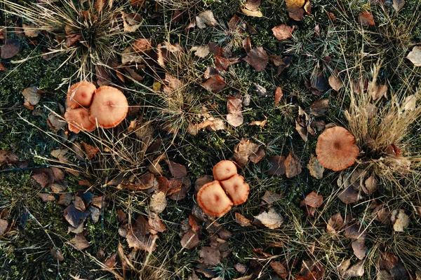 Champignons Comestibles Huileux Gros Plan Dans Forêt Sur Mousse Bleuâtre — Photo