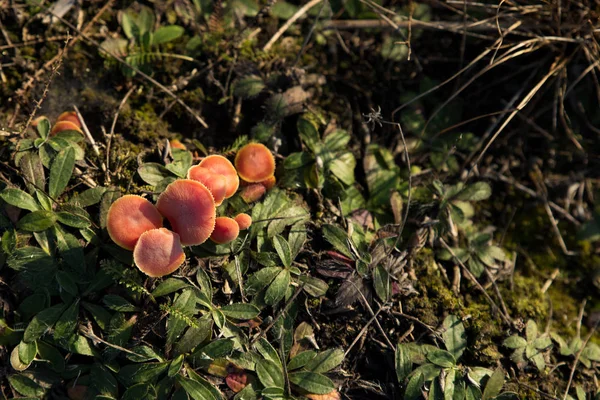 Champignons Comestibles Huileux Gros Plan Dans Forêt Sur Mousse Bleuâtre — Photo