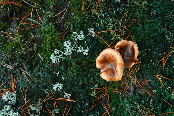 Eetbare Paddestoelen Vette Close Het Forest Blauwachtig Mos Het Concept — Stockfoto