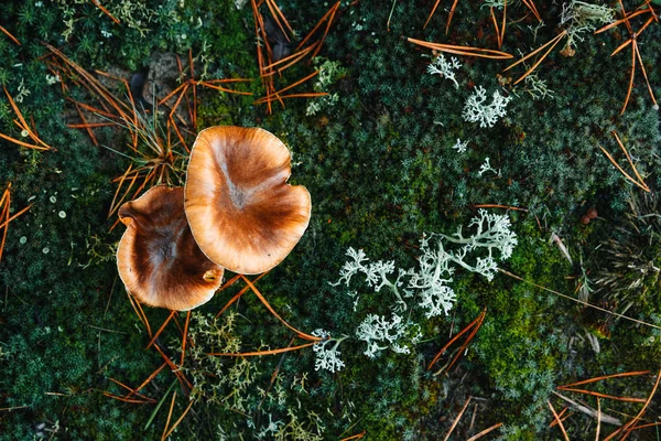 Eetbare Paddestoelen Vette Close Het Forest Blauwachtig Mos Het Concept — Stockfoto