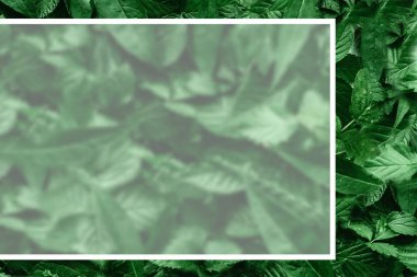 Yaprak kağıt kenarlıklı yaratıcı düzeni. Düz yatıyordu. Doğa kavramı.