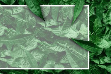 Yaprak kağıt kenarlıklı yaratıcı düzeni. Düz yatıyordu. Doğa kavramı.