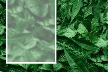 Yaprak kağıt kenarlıklı yaratıcı düzeni. Düz yatıyordu. Doğa kavramı.