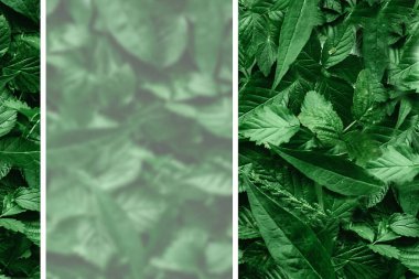 Yaprak kağıt kenarlıklı yaratıcı düzeni. Düz yatıyordu. Doğa kavramı.