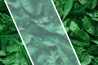 Yaprak kağıt kenarlıklı yaratıcı düzeni. Düz yatıyordu. Doğa kavramı.