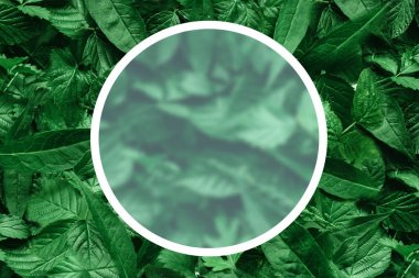 Yaprak kağıt kenarlıklı yaratıcı düzeni. Düz yatıyordu. Doğa kavramı.