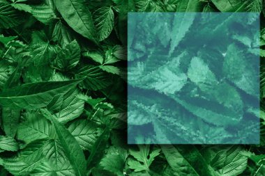 Yaprak kağıt kenarlıklı yaratıcı düzeni. Düz yatıyordu. Doğa kavramı.