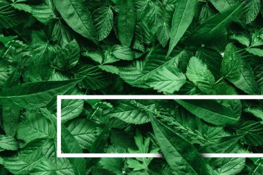 Yaprak kağıt kenarlıklı yaratıcı düzeni. Düz yatıyordu. Doğa kavramı.