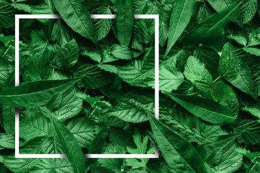 Yaprak kağıt kenarlıklı yaratıcı düzeni. Düz yatıyordu. Doğa kavramı.