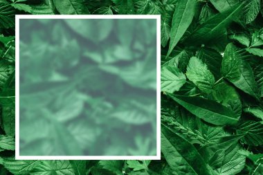 Yaprak kağıt kenarlıklı yaratıcı düzeni. Düz yatıyordu. Doğa kavramı.