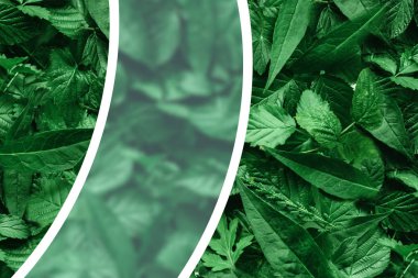 Yaprak kağıt kenarlıklı yaratıcı düzeni. Düz yatıyordu. Doğa kavramı.