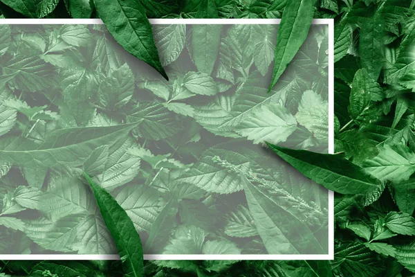 Yaprak kağıt kenarlıklı yaratıcı düzeni. Düz yatıyordu. Doğa kavramı.