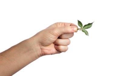 Male hand with green leaf, on white background, isolate. Close-up. Copy the stand. clipart