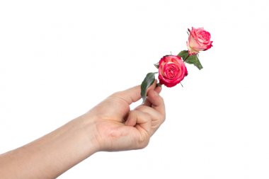 Elini bir pembe Gül, beyaz arka plan üzerinde izole, izole. Yakın çekim. Kopya stand.