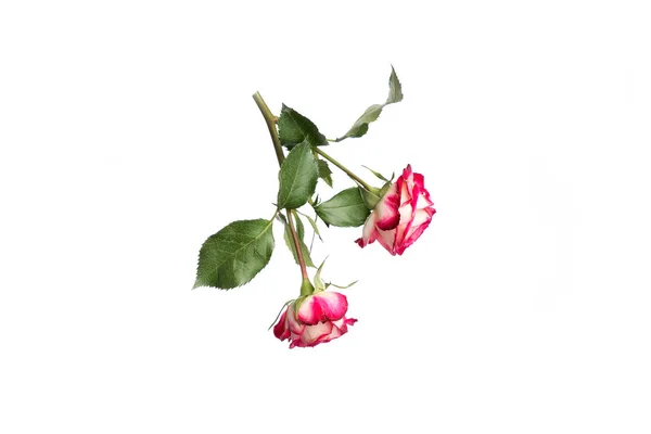 Beetje roos op witte achtergrond isolaat, roze roos — Stockfoto