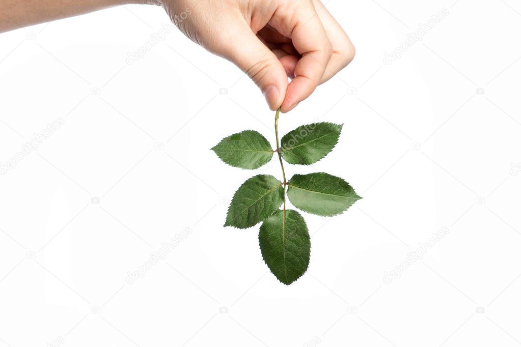 Male hand with green leaf, on white background, isolate. Close-up. Copy the stand.