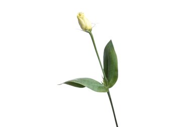 beyaz beyaz zemin üzerine, ayrı tutulan yükseldi. Yakın çekim, görünümü yukarıdaki. Kopyalama alanı