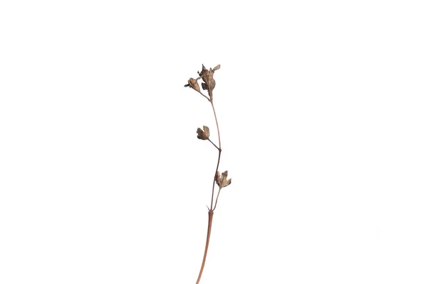 Στεγνώστε το κλαδί ενός φυτού σε λευκό φόντο, απομόνωση. Γκρο πλαν. Χώρο αντίγραφο. — Φωτογραφία Αρχείου