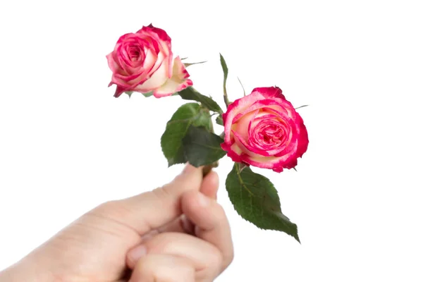 Ręka mężczyzny z różowych róż, na białym tle na białym tle, izolować. Szczelnie-do góry. Skopiuj podstawka. — Zdjęcie stockowe