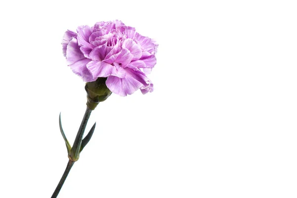 Paarse anjer op een witte achtergrond, isoleren. Close-up. Kopiëren van ruimte — Stockfoto