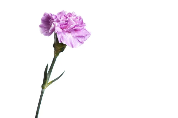 Paarse anjer op een witte achtergrond, isoleren. Close-up. Kopiëren van ruimte — Stockfoto