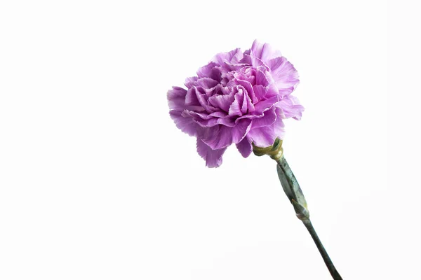 Paarse anjer op een witte achtergrond, isoleren. Close-up. Kopiëren van ruimte — Stockfoto