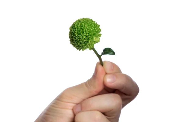 Pequeño crisantemo verde en una mano masculina sobre un fondo blanco, aislado. Primer plano. Copiar espacio — Foto de Stock