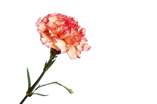 Oranje carnation op witte achtergrond, isoleren. Close-up. Kopiëren van de ruimte — Stockfoto