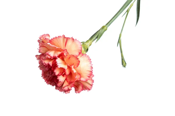 Oranje carnation op witte achtergrond, isoleren. Close-up. Kopiëren van de ruimte — Stockfoto