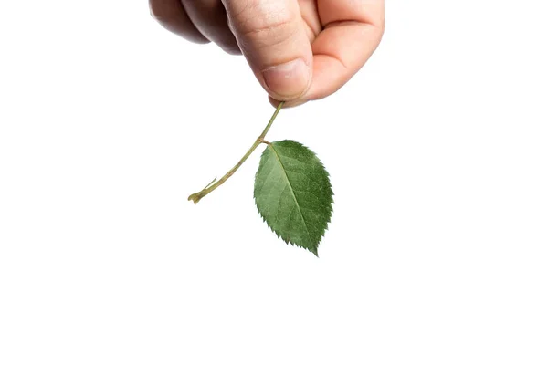 Mão masculina com folha verde, sobre fundo branco, isolar. Close-up. Copie o suporte . — Fotografia de Stock